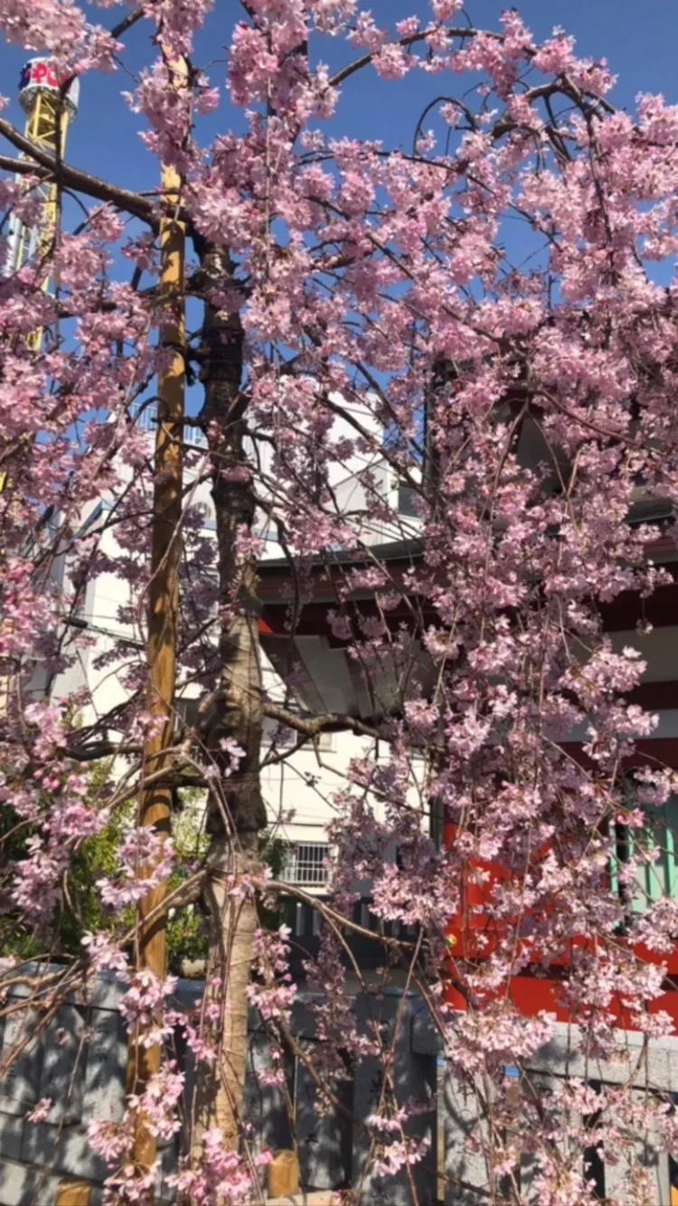 しだれ桜🌸