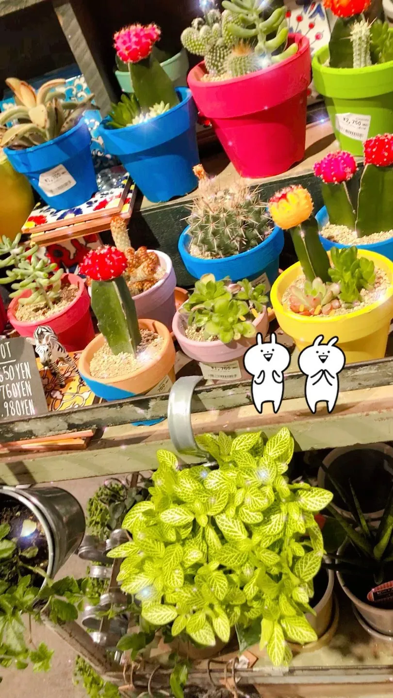 かわいいサボテン🌵さん